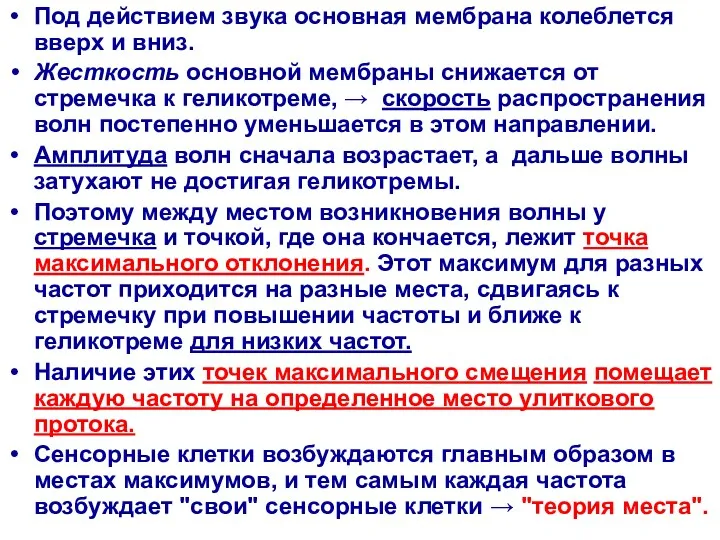 Под действием звука основная мембрана колеблется вверх и вниз. Жесткость