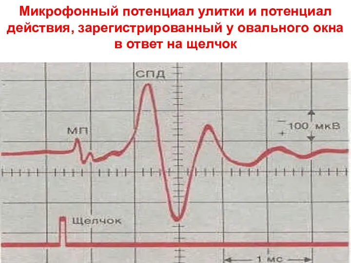 Микрофонный потенциал улитки и потенциал действия, зарегистрированный у овального окна в ответ на щелчок