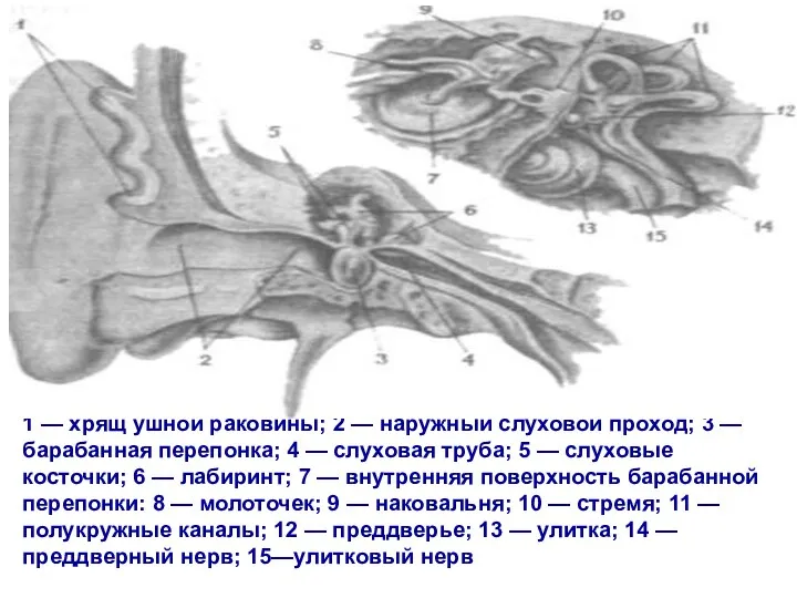 1 — хрящ ушной раковины; 2 — наружный слуховой проход;