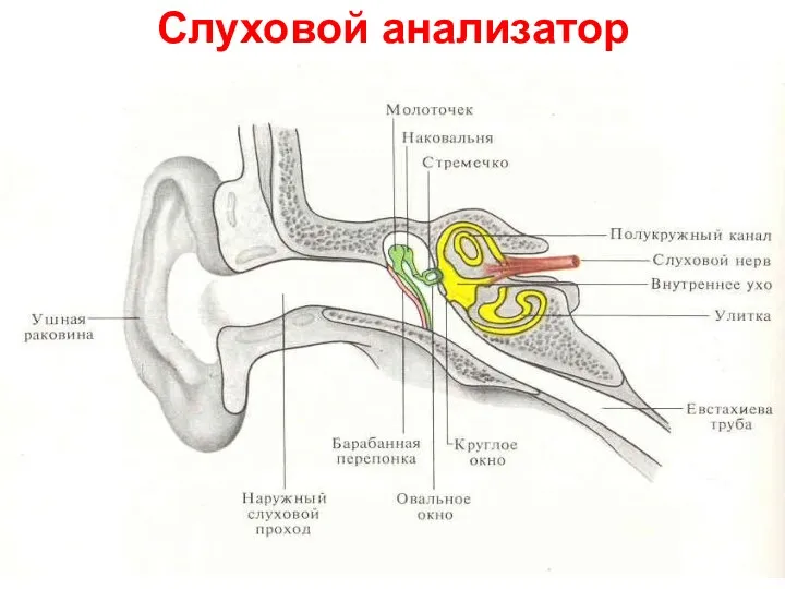 Слуховой анализатор