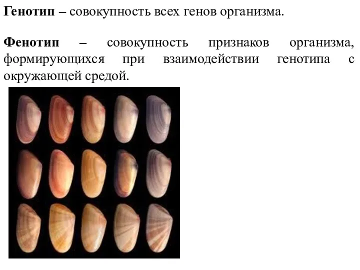 Генотип – совокупность всех генов организма. Фенотип – совокупность признаков