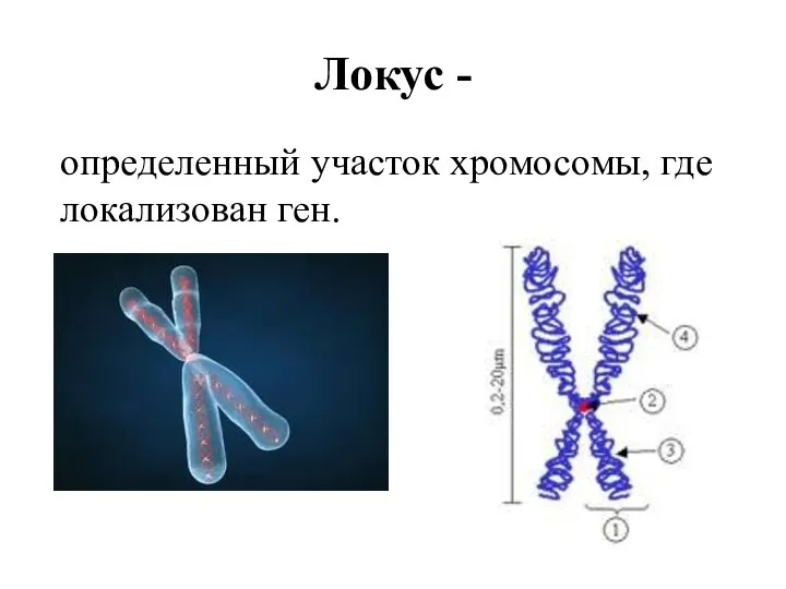 Локус - определенный участок хромосомы, где локализован ген.