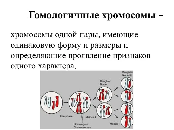 Гомологичные хромосомы - хромосомы одной пары, имеющие одинаковую форму и