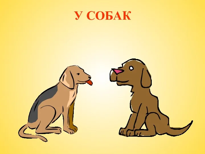 У СОБАК