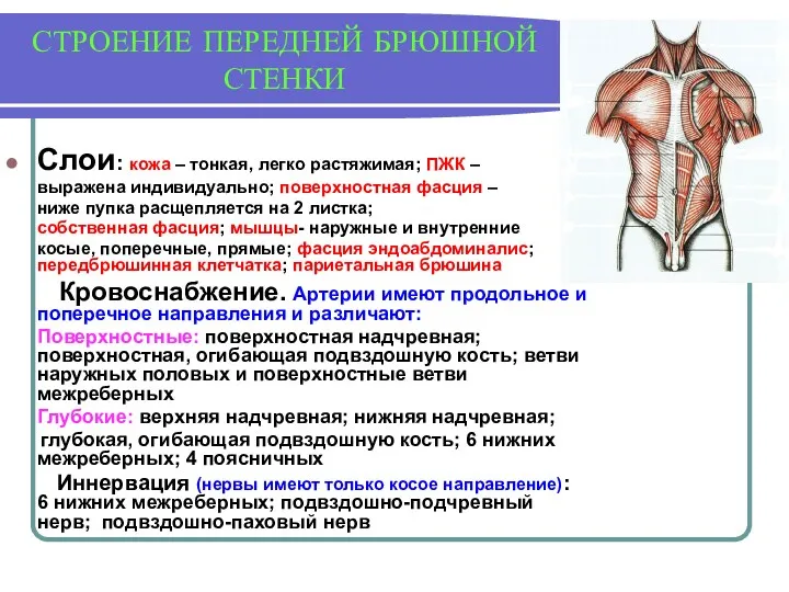 СТРОЕНИЕ ПЕРЕДНЕЙ БРЮШНОЙ СТЕНКИ Слои: кожа – тонкая, легко растяжимая; ПЖК – выражена