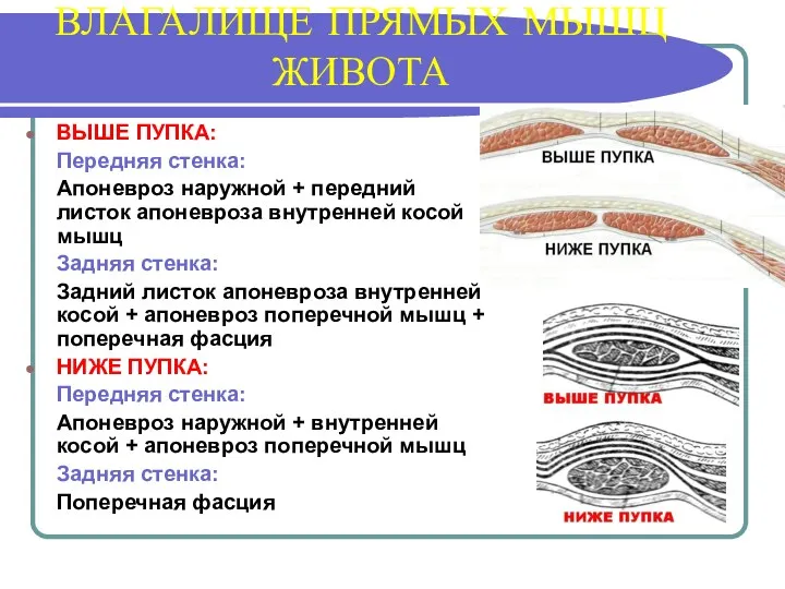 ВЛАГАЛИЩЕ ПРЯМЫХ МЫШЦ ЖИВОТА ВЫШЕ ПУПКА: Передняя стенка: Апоневроз наружной + передний листок