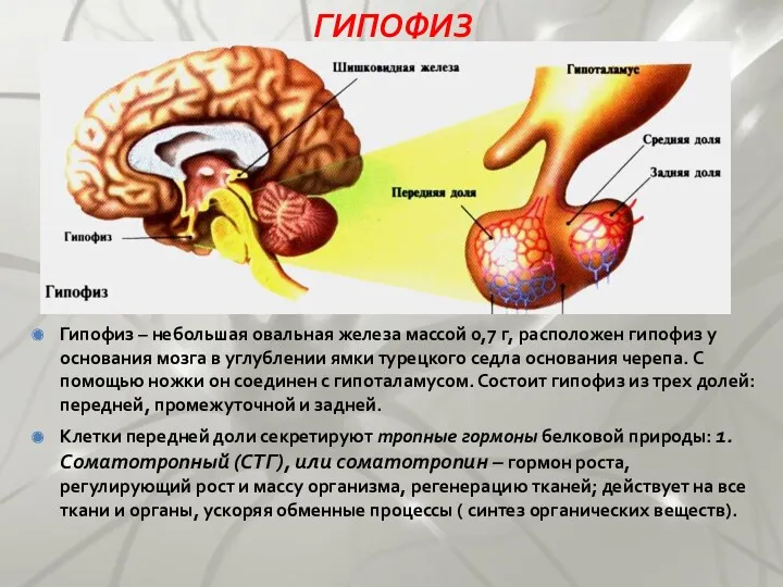 ГИПОФИЗ Гипофиз – небольшая овальная железа массой 0,7 г, расположен