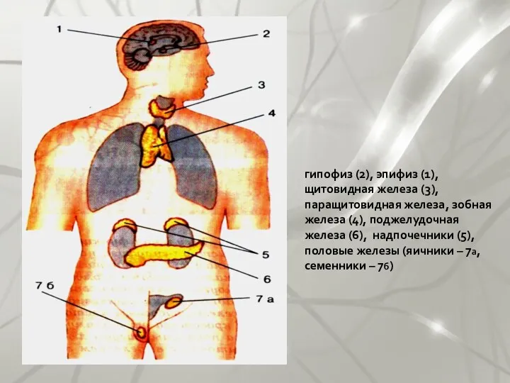 гипофиз (2), эпифиз (1), щитовидная железа (3), паращитовидная железа, зобная