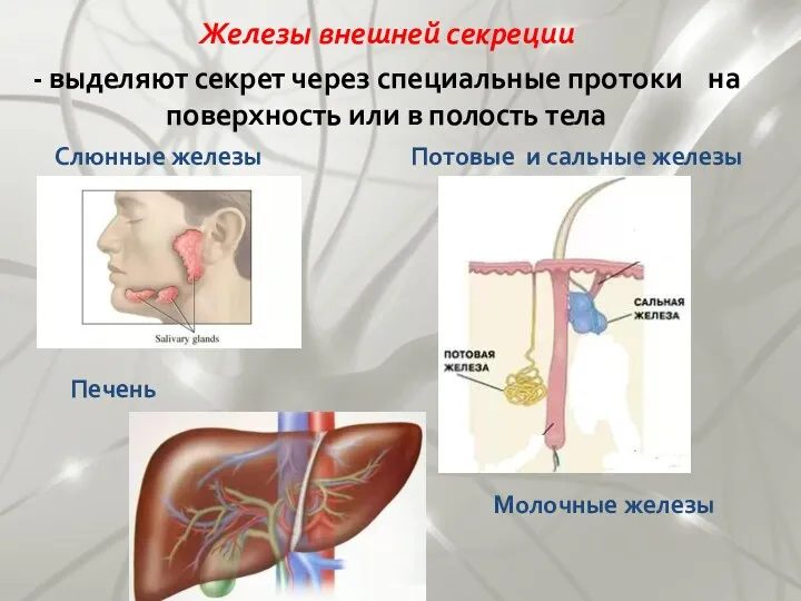 Железы внешней секреции - выделяют секрет через специальные протоки на
