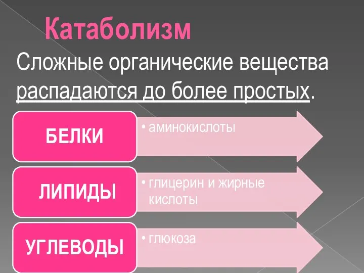 Катаболизм Сложные органические вещества распадаются до более простых.