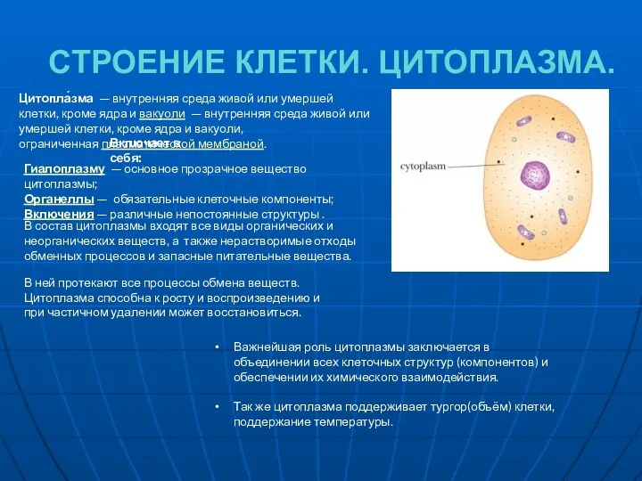 СТРОЕНИЕ КЛЕТКИ. ЦИТОПЛАЗМА. Важнейшая роль цитоплазмы заключается в объединении всех