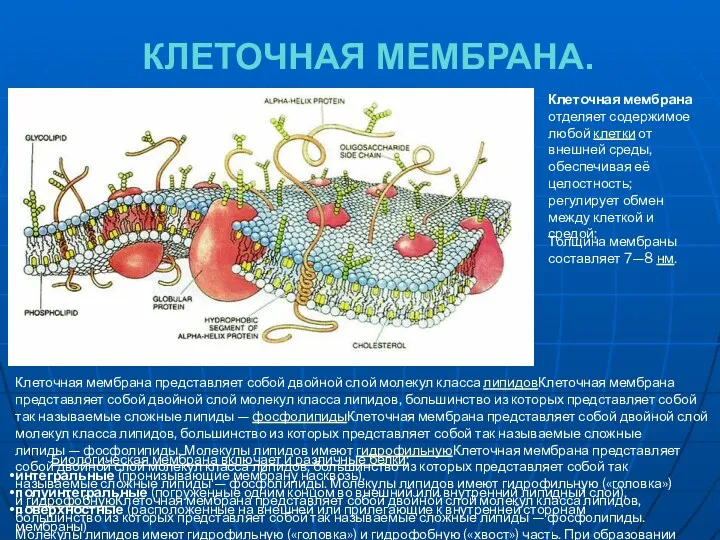 КЛЕТОЧНАЯ МЕМБРАНА. Клеточная мембрана отделяет содержимое любой клетки от внешней