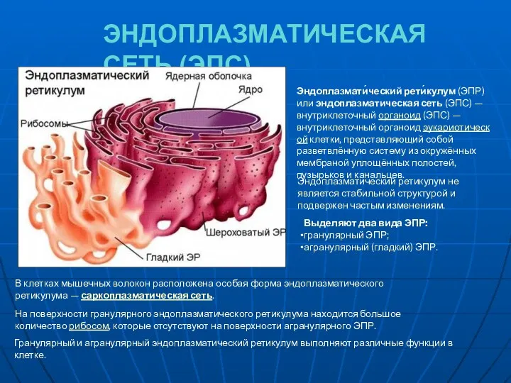 ЭНДОПЛАЗМАТИЧЕСКАЯ СЕТЬ (ЭПС). Эндоплазмати́ческий рети́кулум (ЭПР) или эндоплазматическая сеть (ЭПС)