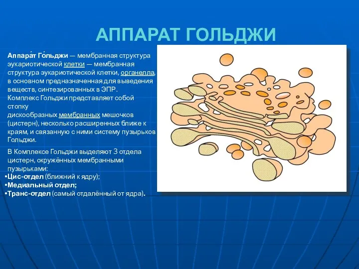 АППАРАТ ГОЛЬДЖИ Аппара́т Го́льджи — мембранная структура эукариотической клетки —