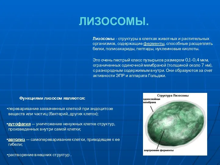 ЛИЗОСОМЫ. Функциями лизосом являются: переваривание захваченных клеткой при эндоцитозе веществ