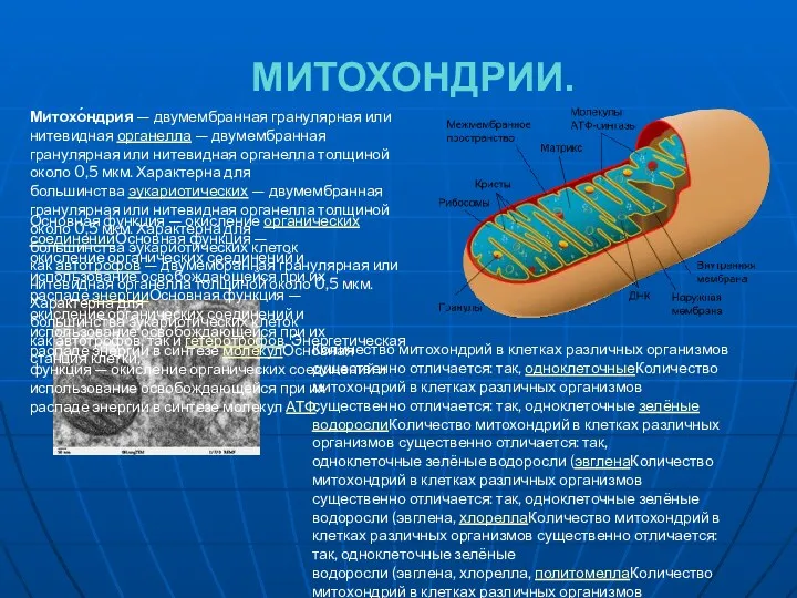 МИТОХОНДРИИ. Количество митохондрий в клетках различных организмов существенно отличается: так,