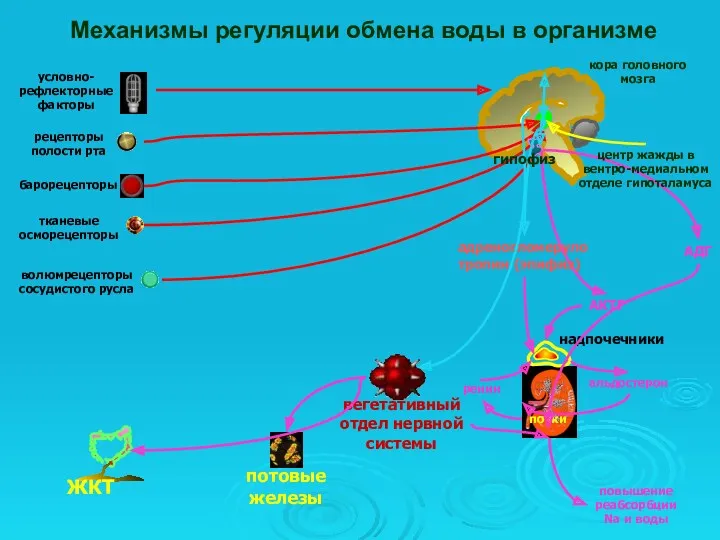 Механизмы регуляции обмена воды в организме кора головного мозга надпочечники