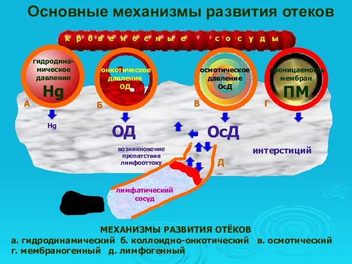 направление тока лимфы к р о в е н о