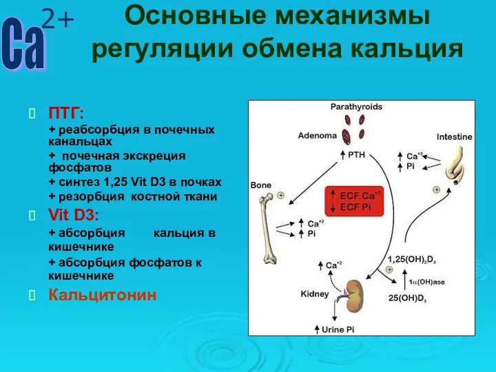 Основные механизмы регуляции обмена кальция ПТГ: + реабсорбция в почечных