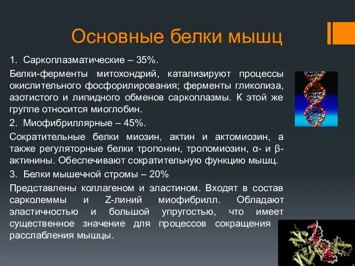 Основные белки мышц 1. Саркоплазматические – 35%. Белки-ферменты митохондрий, катализируют