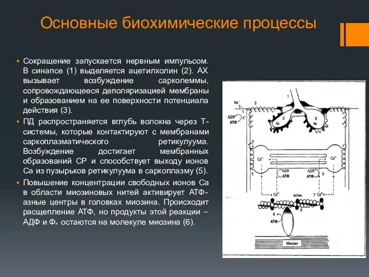 Основные биохимические процессы Сокращение запускается нервным импульсом. В синапсе (1)