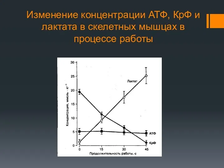 Изменение концентрации АТФ, КрФ и лактата в скелетных мышцах в процессе работы