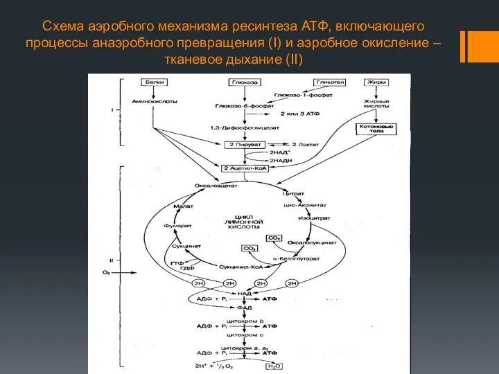 Схема аэробного механизма ресинтеза АТФ, включающего процессы анаэробного превращения (I)