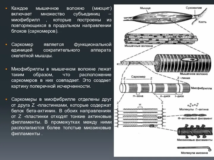 Каждое мышечное волокно (миоцит) включает множество субъединиц – миофибрилл ,