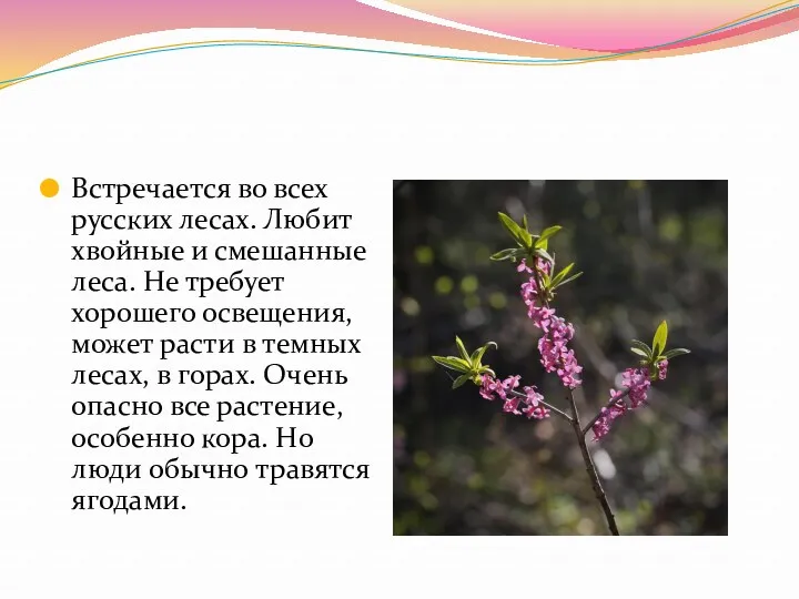 Встречается во всех русских лесах. Любит хвойные и смешанные леса.