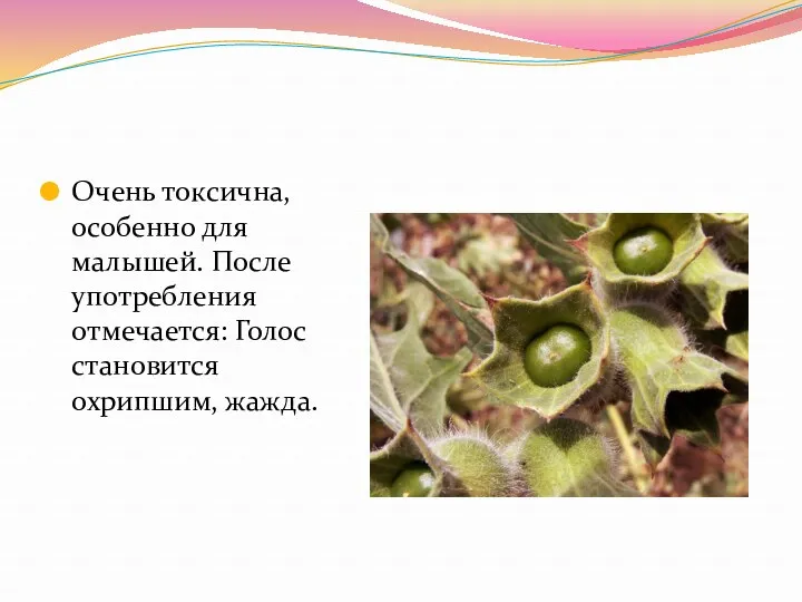 Очень токсична, особенно для малышей. После употребления отмечается: Голос становится охрипшим, жажда.