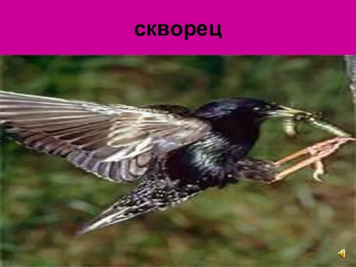 скворец