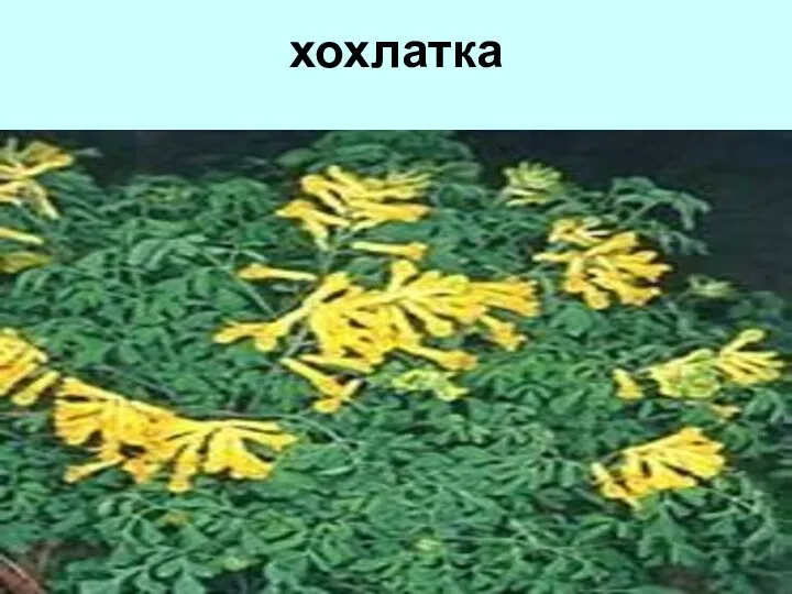 хохлатка