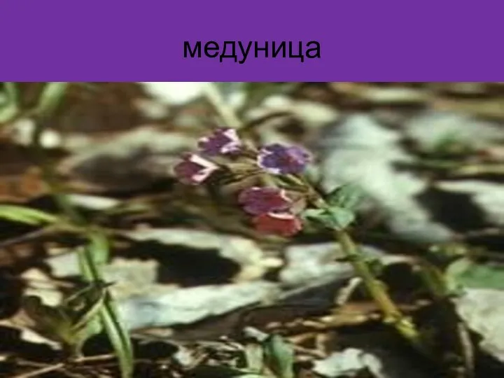 медуница