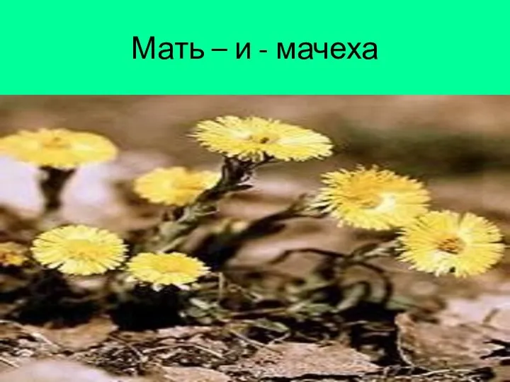 Мать – и - мачеха