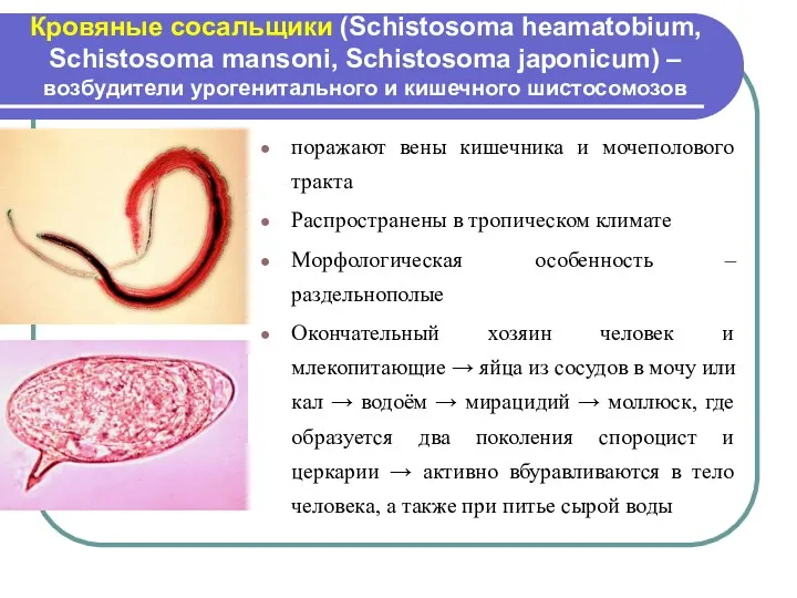 Кровяные сосальщики (Schistosoma heamatobium, Schistosoma mansoni, Schistosoma japonicum) – возбудители