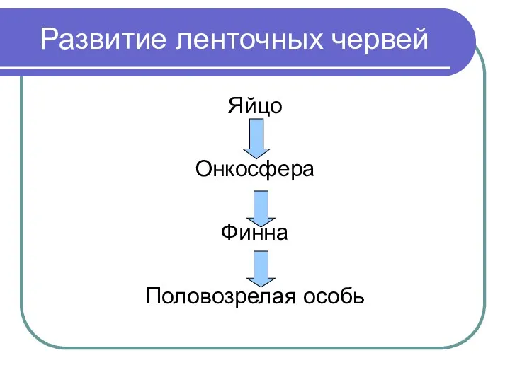 Развитие ленточных червей Яйцо Онкосфера Финна Половозрелая особь