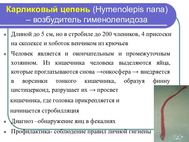 Карликовый цепень (Hymenolepis nana) – возбудитель гименолепидоза Длиной до 5