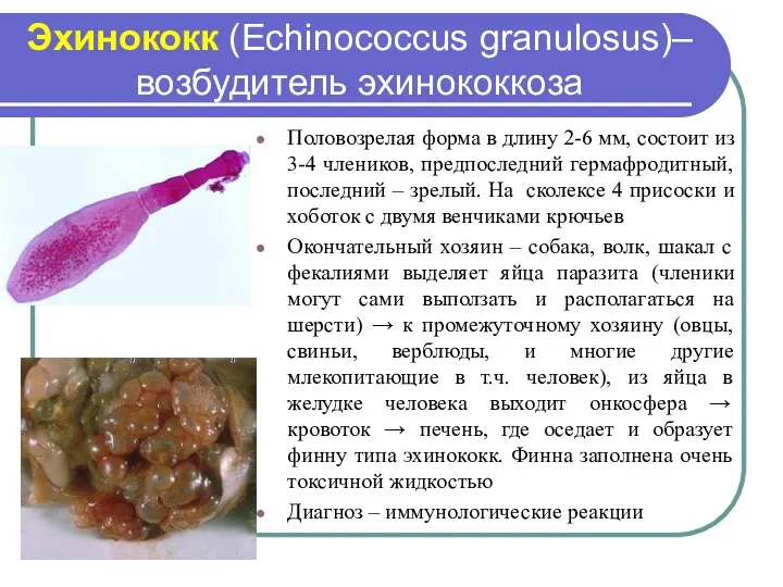 Эхинококк (Echinococcus granulosus)– возбудитель эхинококкоза Половозрелая форма в длину 2-6
