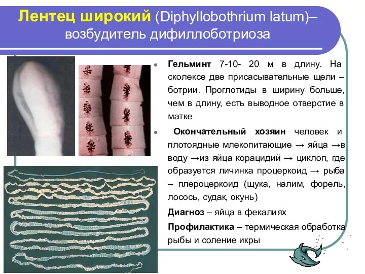 Лентец широкий (Diphyllobothrium latum)– возбудитель дифиллоботриоза Гельминт 7-10- 20 м