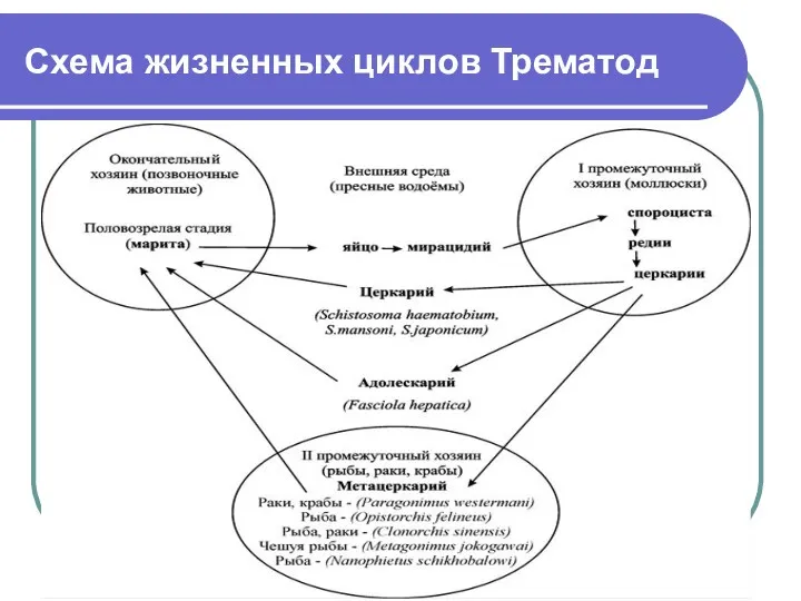 Схема жизненных циклов Трематод