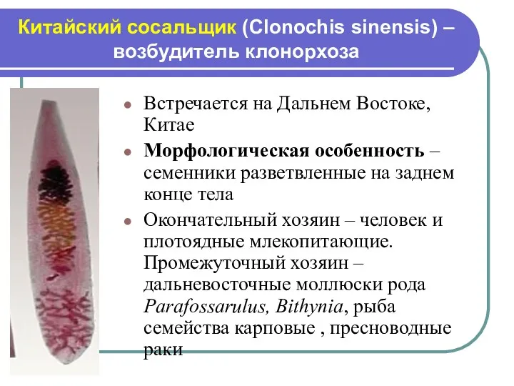 Китайский сосальщик (Clonochis sinensis) – возбудитель клонорхоза Встречается на Дальнем