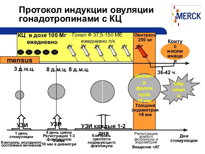 Протокол индукции овуляции гонадотропинами с КЦ Коитус инсеминация 36-42 ч