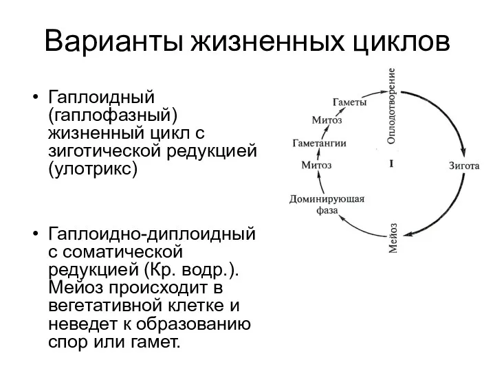 Варианты жизненных циклов Гаплоидный (гаплофазный) жизненный цикл с зиготической редукцией (улотрикс) Гаплоидно-диплоидный с