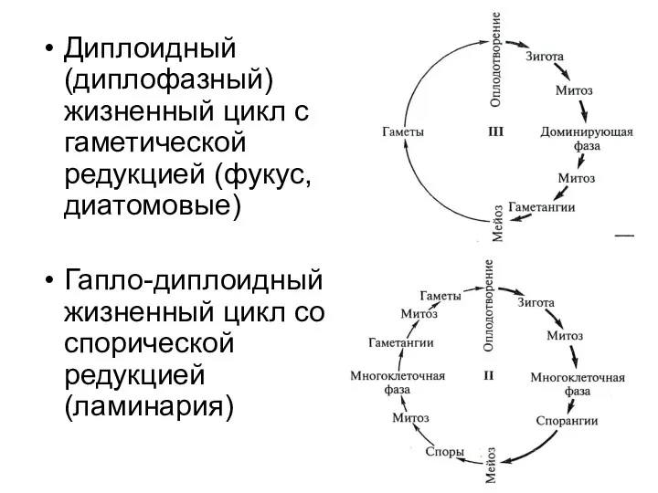 Диплоидный (диплофазный) жизненный цикл с гаметической редукцией (фукус, диатомовые) Гапло-диплоидный жизненный цикл со спорической редукцией (ламинария)