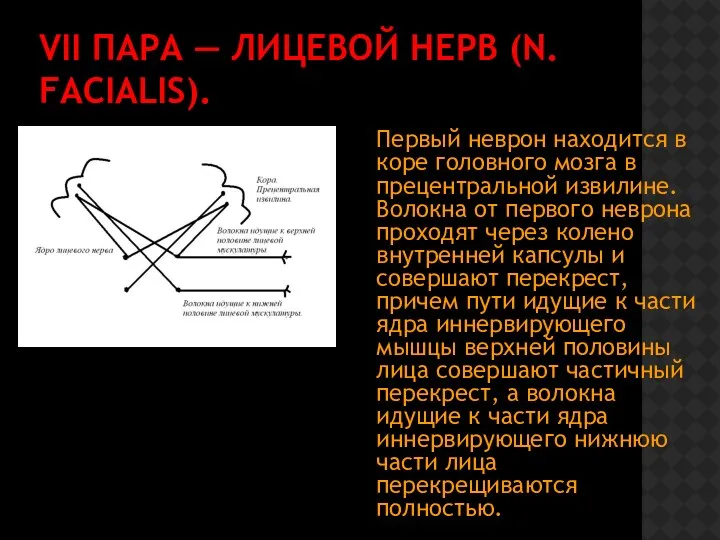 VII ПАРА — ЛИЦЕВОЙ НЕРВ (N. FACIALIS). Первый неврон находится