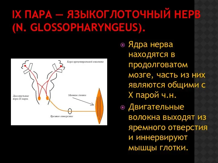 IX ПАРА — ЯЗЫКОГЛОТОЧНЫЙ НЕРВ (N. GLOSSOPHARYNGEUS). Ядра нерва находятся в продолговатом мозге,