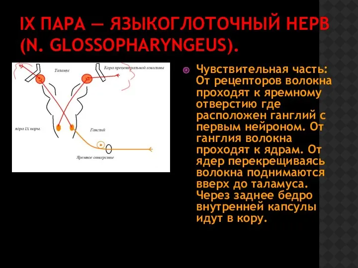 IX ПАРА — ЯЗЫКОГЛОТОЧНЫЙ НЕРВ (N. GLOSSOPHARYNGEUS). Чувствительная часть: От рецепторов волокна проходят