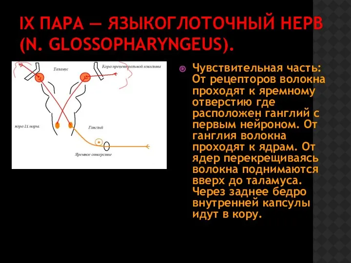 IX ПАРА — ЯЗЫКОГЛОТОЧНЫЙ НЕРВ (N. GLOSSOPHARYNGEUS). Чувствительная часть: От