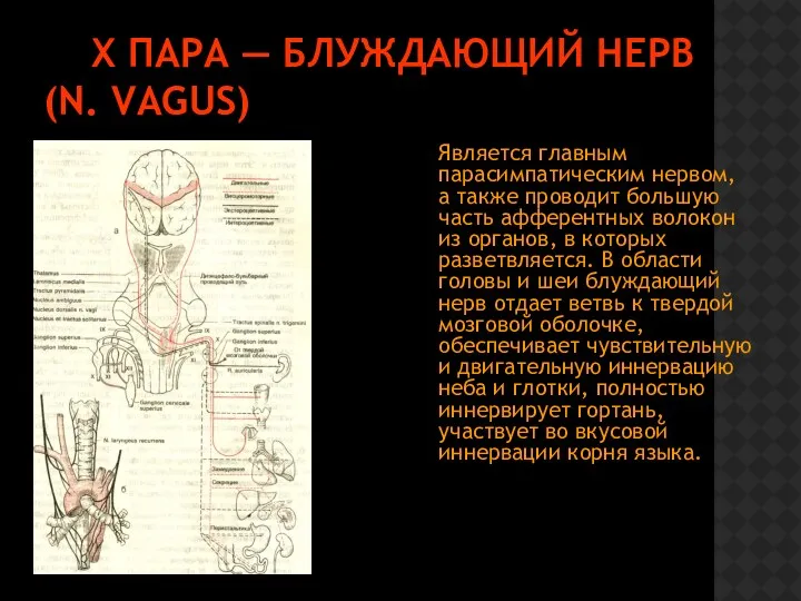 Х ПАРА — БЛУЖДАЮЩИЙ НЕРВ (N. VAGUS) Является главным парасимпатическим нервом, а также