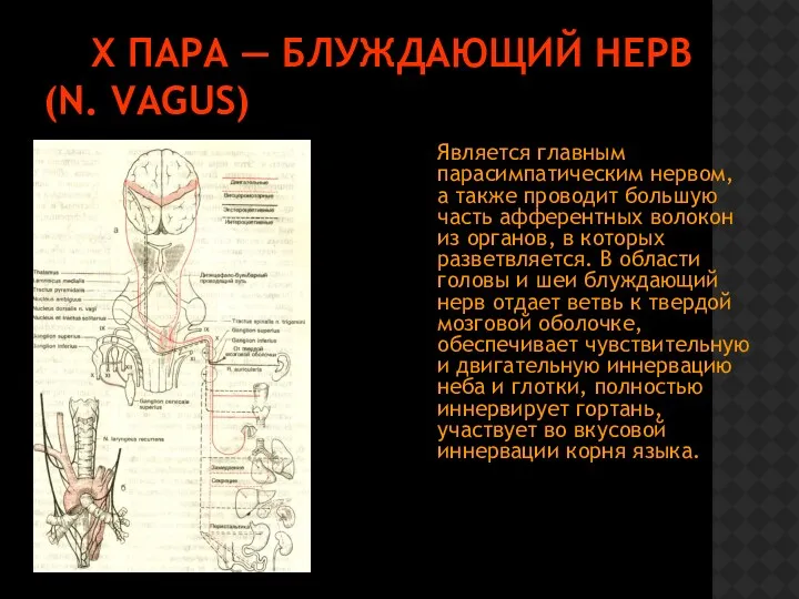 Х ПАРА — БЛУЖДАЮЩИЙ НЕРВ (N. VAGUS) Является главным парасимпатическим